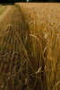 Shipton Mill Flour Organic White Flour 100% Maris Wigeon
