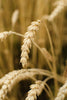 Shipton Mill Flour Organic White Flour 100% Maris Wigeon